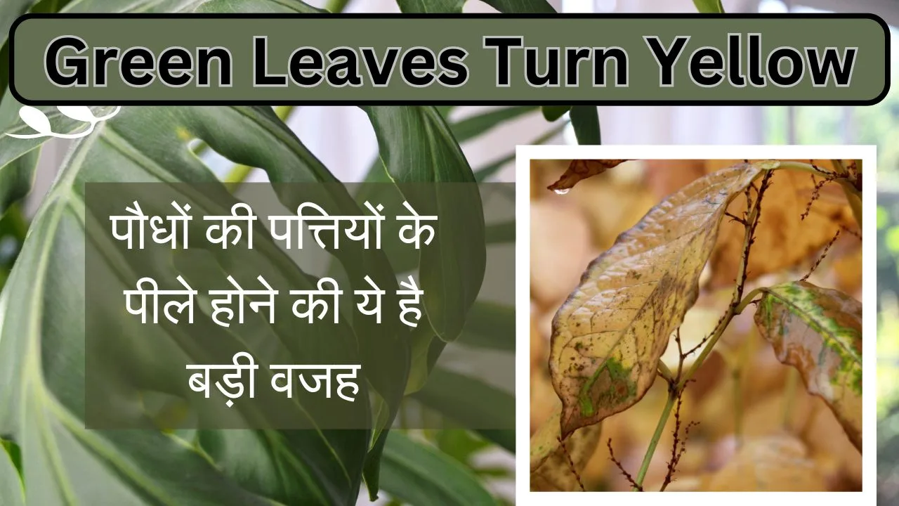 Leaves Turn Yellow: पौधों की पत्तियों के पीले होने की ये है बड़ी वजह, जानें उपचार