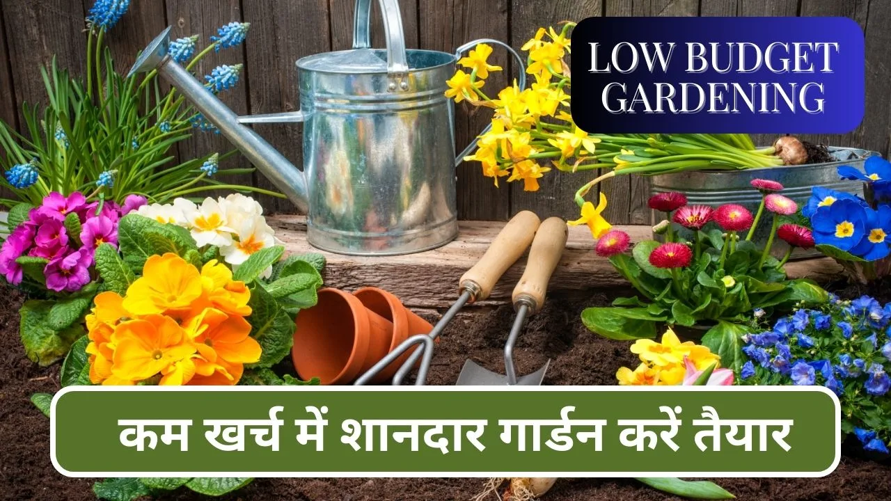 Low Budget Gardening: कम खर्च में शानदार गार्डन करें तैयार