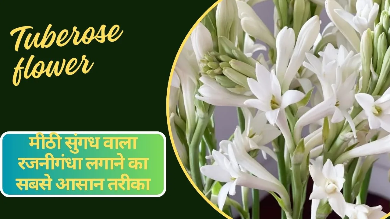 Tuberose flower-गर्मी में मीठी सुंगध वाला रजनीगंधा गमले में ऐसे उगाएं