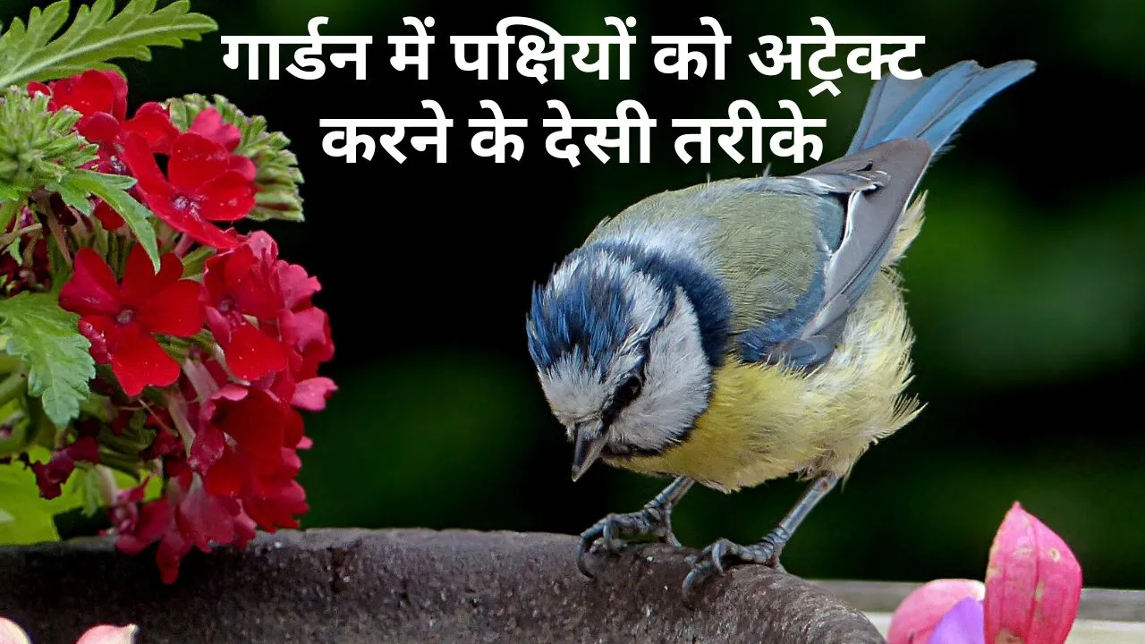 Birds to garden: गार्डन में पक्षियों को अट्रैक्ट करेंगे ये देसी तरीके, गूंजेगी चहचहाहट