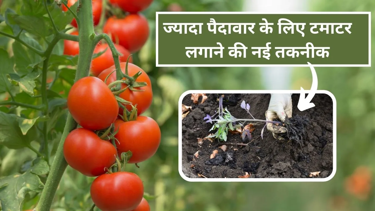 Tomato plant- टमाटर की ज्यादा पैदावार के लिए इस टेक्निक से पौधा लगाएं