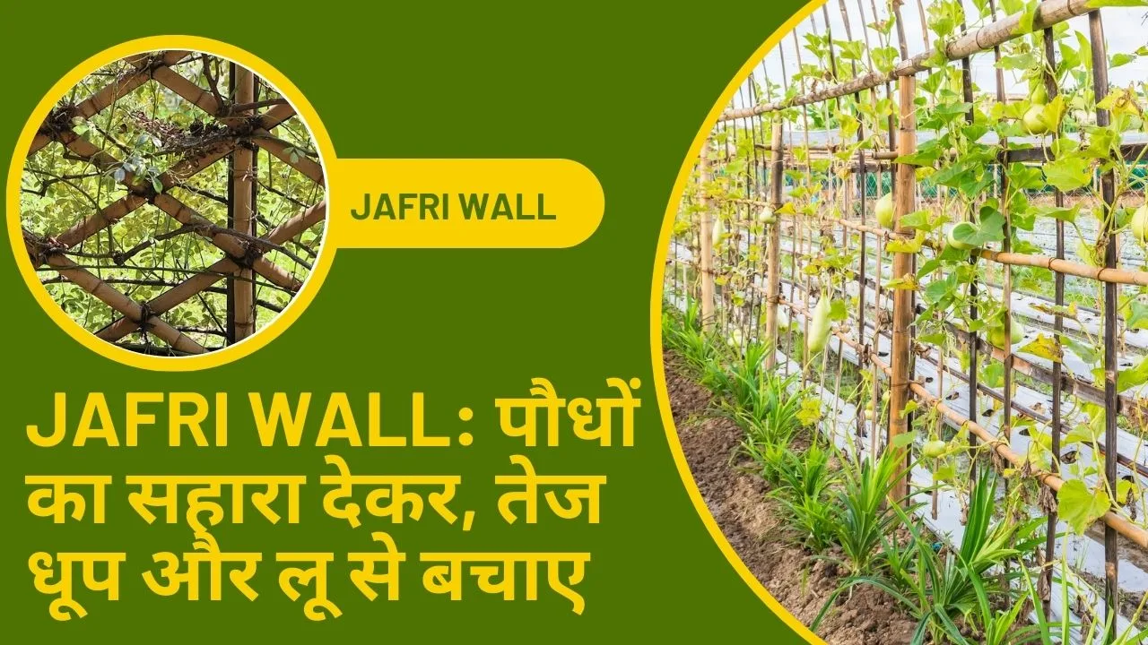 Jafri Wall: पौधों का सहारा बनी जाफरी वॉल, तेज धूप और लू से बचाए