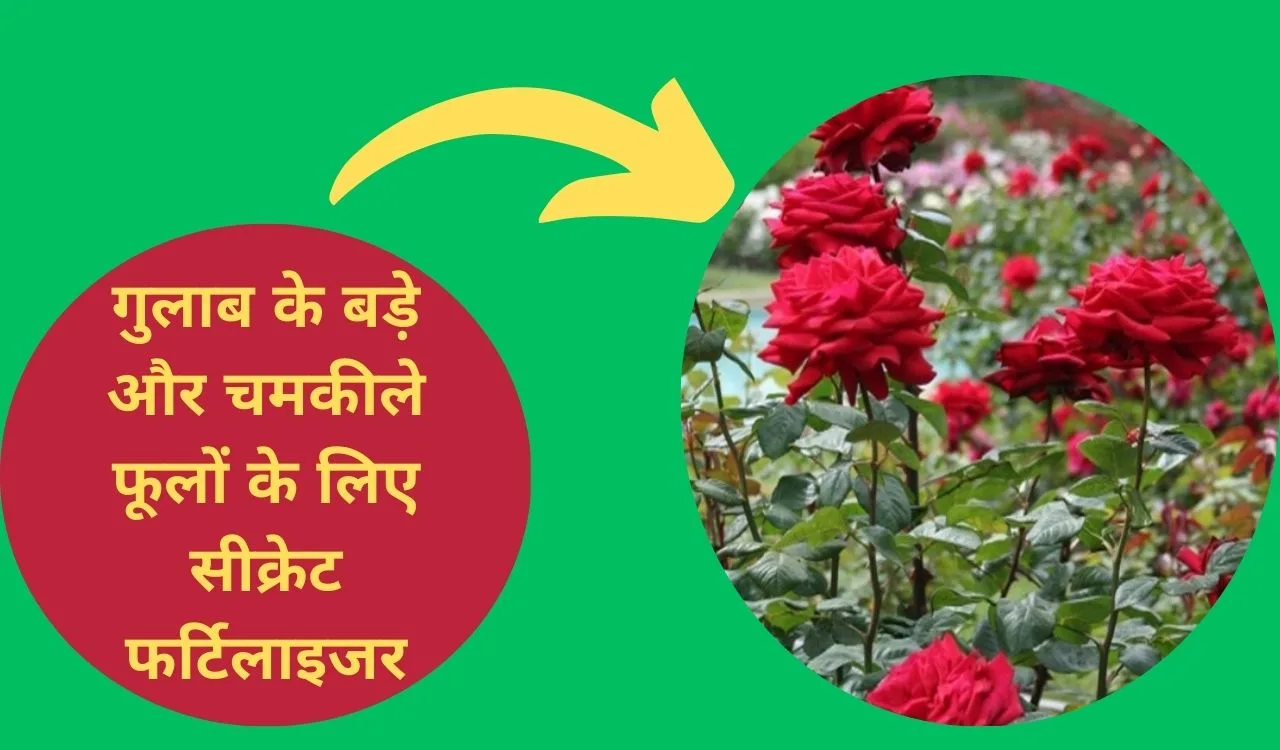 Rose Care Tips- गुलाब के बड़े और चमकीले फूल चाहिए तो डालें ये खाद