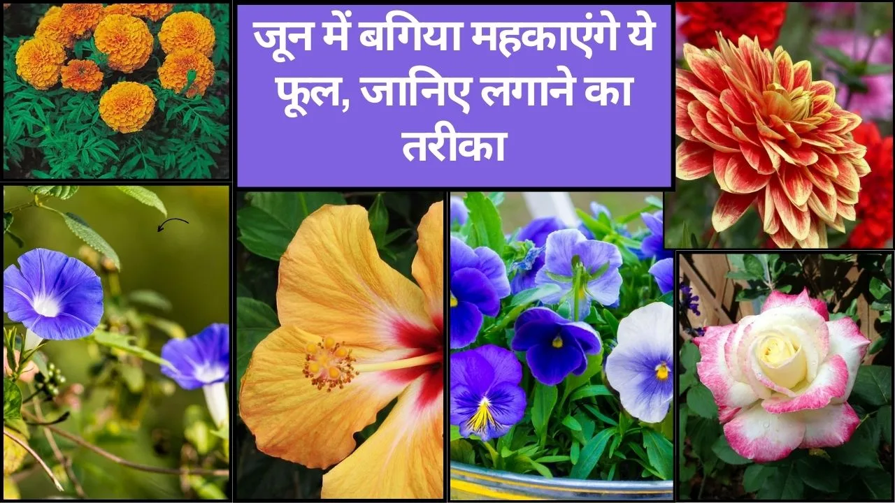 Flowering plants- जून में बगिया महकाएंगे ये फूल, जानिए लगाने का तरीका