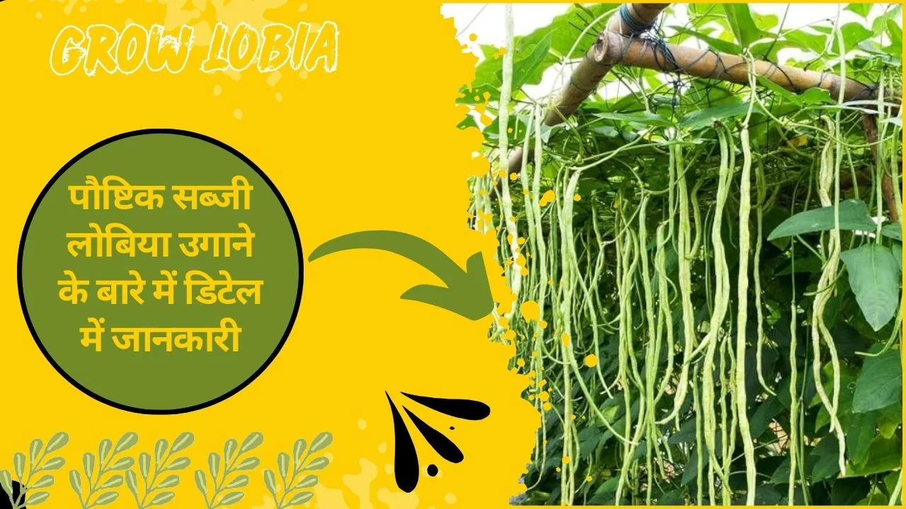 Grow Lobia- लोबिया गमले में उगाने का आसान तरीका