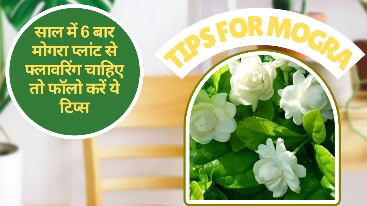 Tips for Mogra- इन टिप्स की मदद से साल में 6 बार फूल देगा मोगरा