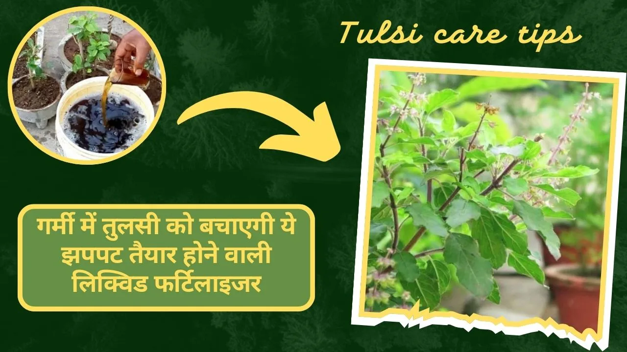 TULSI CARE TIPS-गर्मी में तुलसी को सूखने से बचाएगा ये ठंडा टॉनिक