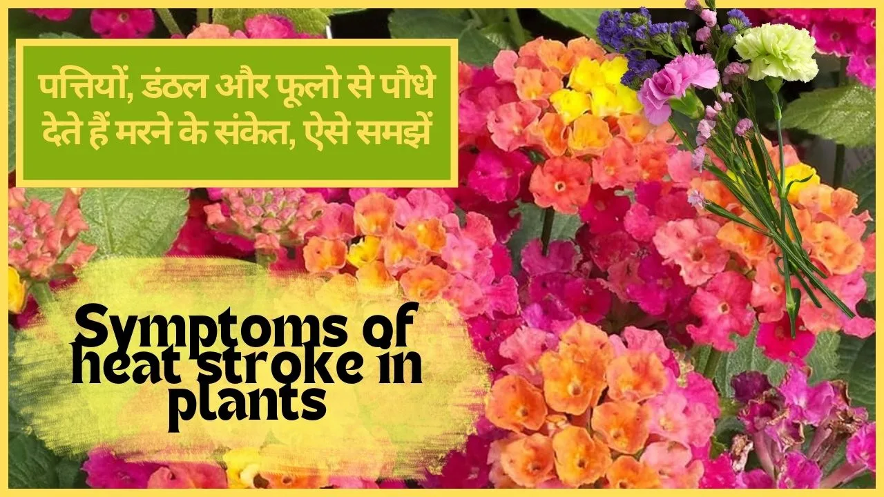 Symptoms of heat stroke in plants- पौधे के मरने से पहले ये संकेत समझें