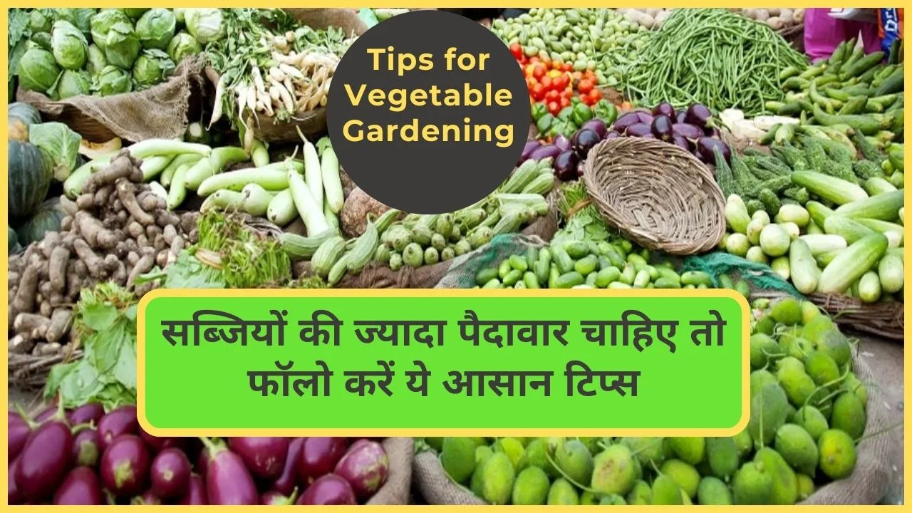 Tips for higher yield- सब्जियों की ज्यादा पैदावार लेने के आसान टिप्स