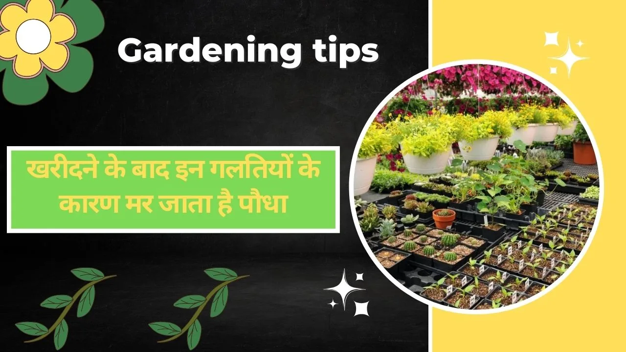 Gardening tips- नर्सरी से पौधा लाने के बाद न करें ये गलती