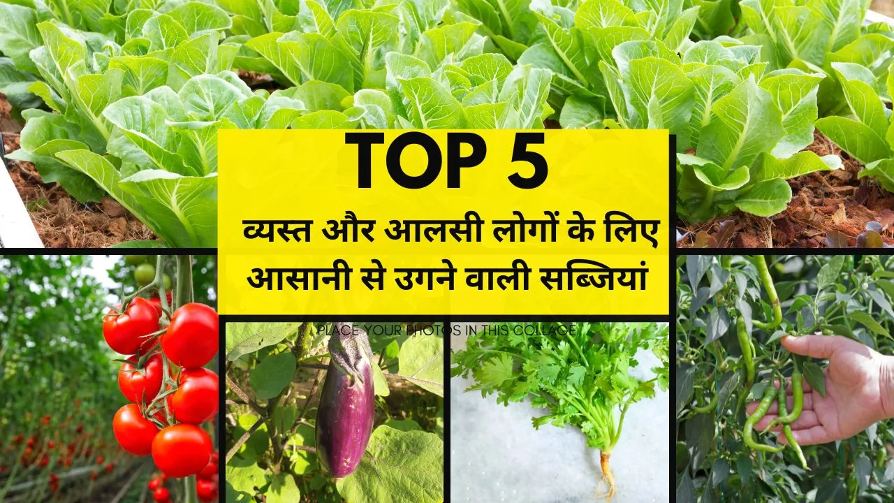 5 easiest to grow vegetables: व्यस्त और आलसी लोगों के लिए आसानी से उगने वाली 5 सब्जियां