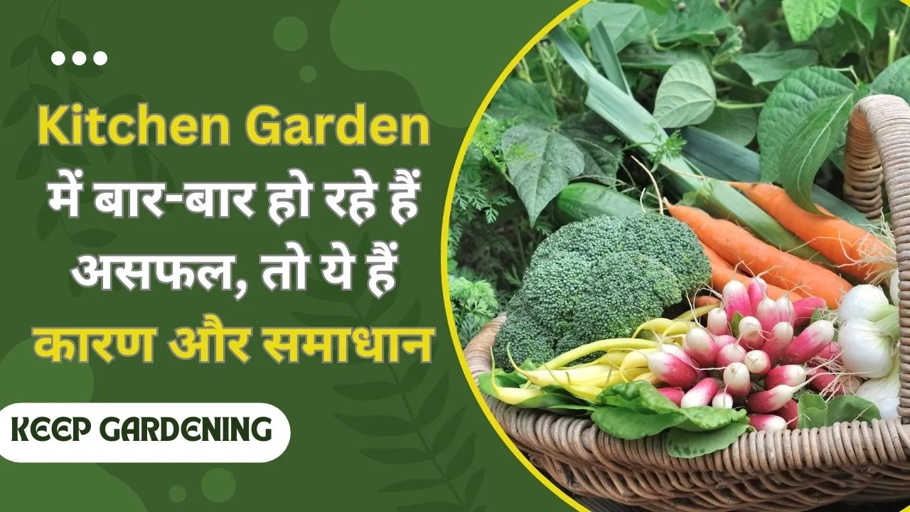 Kitchen garden: किचिन गार्डन में बार-बार हो रहे हैं फेल, तो ये हैं कारण और समाधान