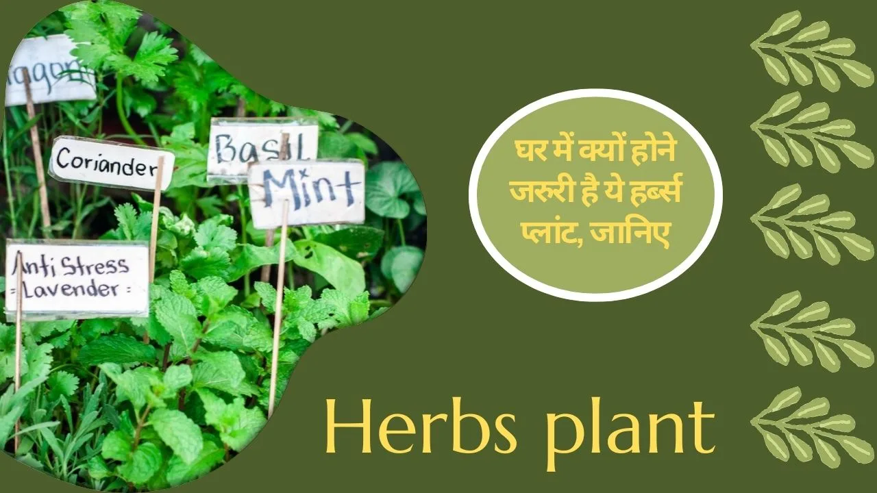 Herbal plants-हर किसी के घर पर होने चाहिए ये हर्ब्स प्लांट