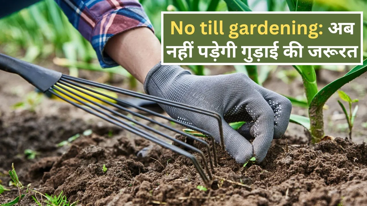 No till gardening: अब गार्डन में नहीं पड़ेगी गुड़ाई की जरूरत