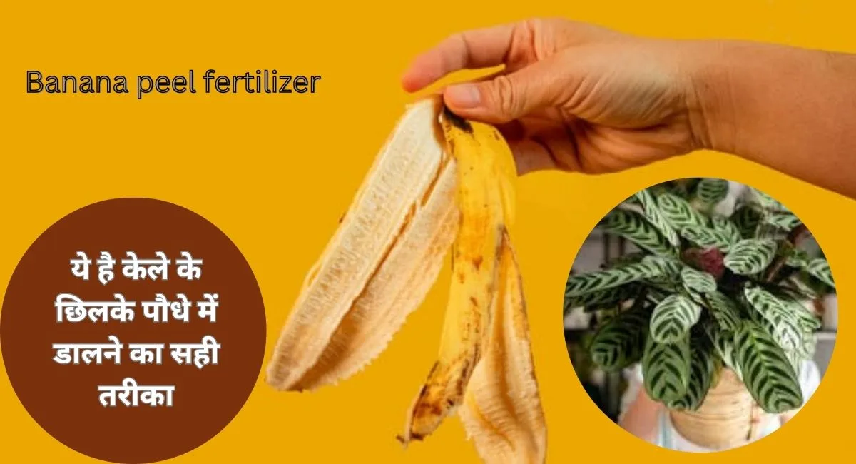 Banana Peels-केले के छिलके पौधे में डालने का सही तरीका जानिए