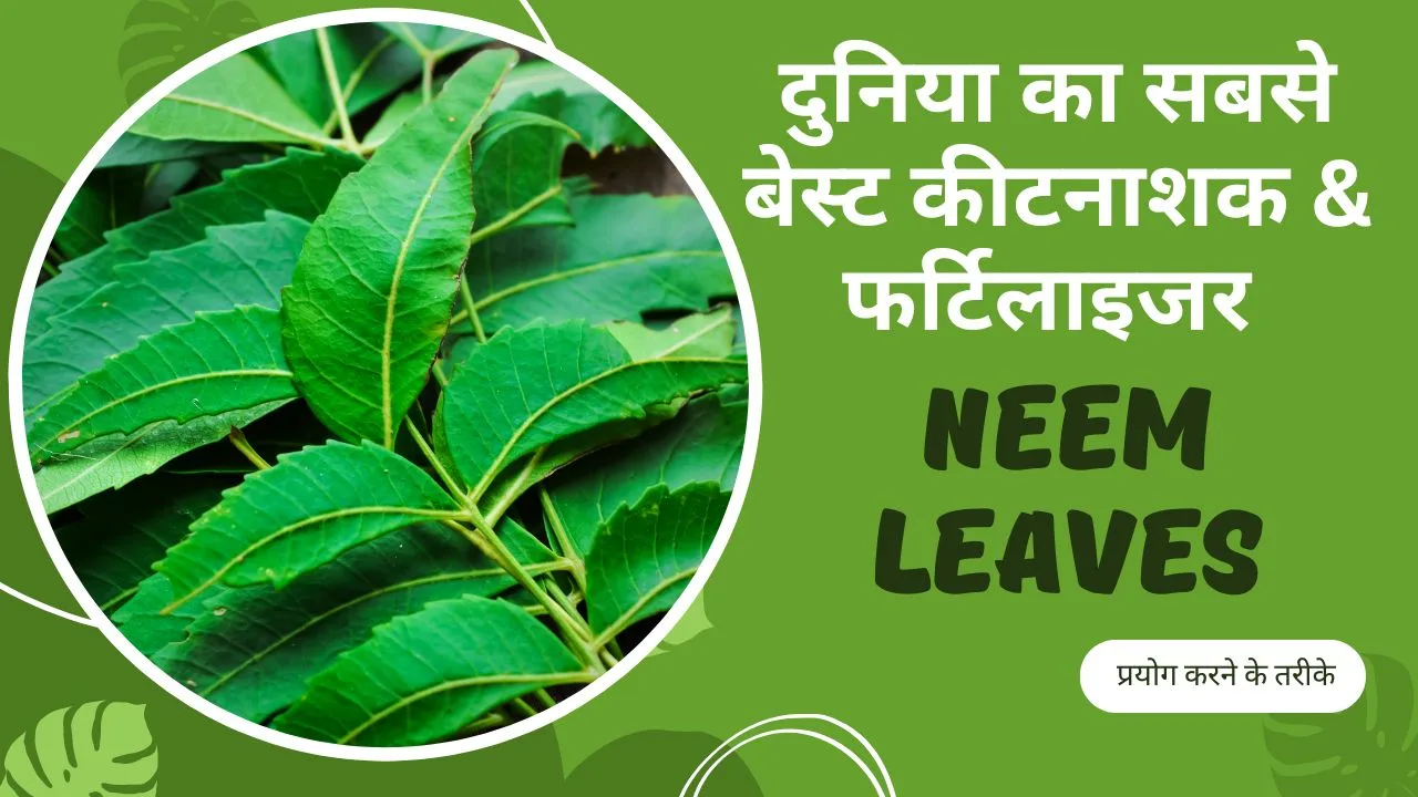 Neem Fact: दुनिया की सबसे बेस्ट कीटनाशक और फर्टिलाइजर है नीम की पत्तियां